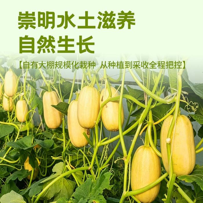 崇明金瓜整果详情图