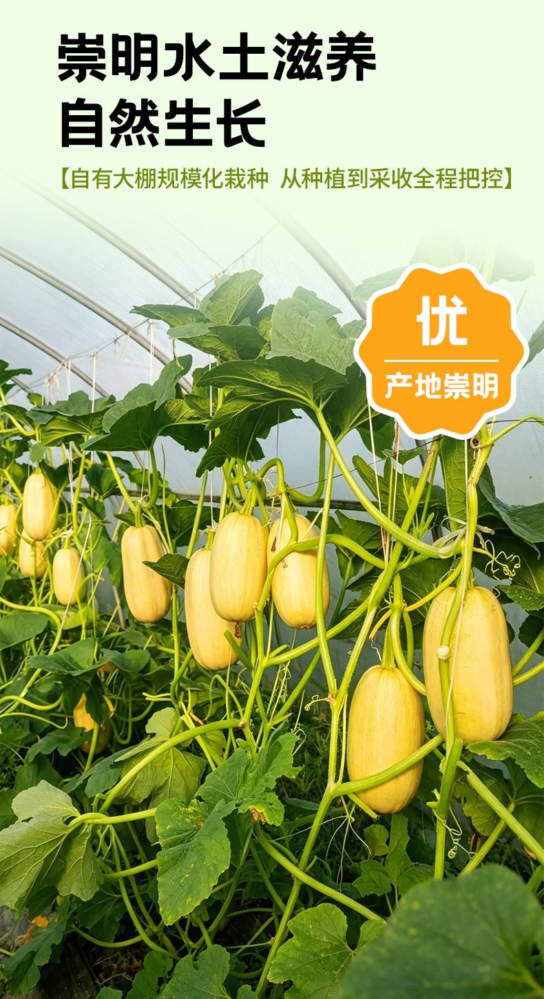 八膳达即食金瓜丝
